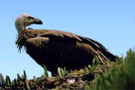 Griffin Vulture
