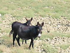 North Cyprus donkeys