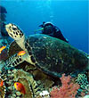 Fethiye Diving