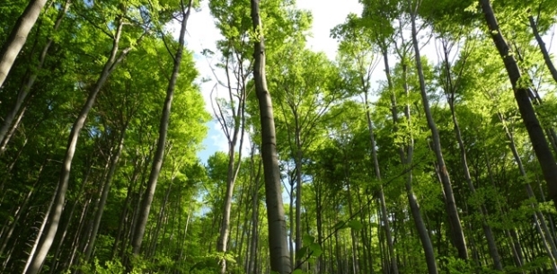 Timber Investment 16%-24% net yields
